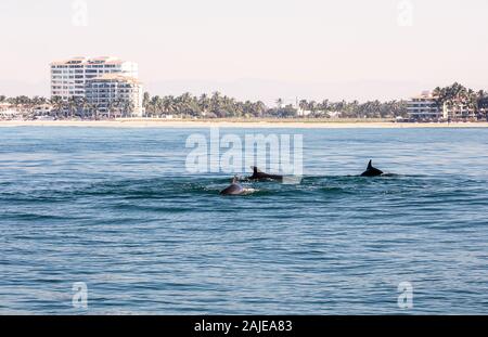 Les dauphins nager dans l'eau de l'océan bleu à Puerto Vallarta, Jalisco, Mexique Banque D'Images