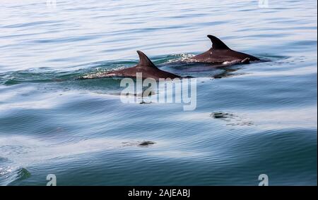 Les dauphins nager dans l'eau de l'océan bleu à Puerto Vallarta, Jalisco, Mexique Banque D'Images