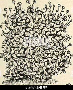 Buckbee H.W guide des semences et des plantes : 1905 . Incarner géant ou le trèfle incarnat (Trifolium incarnatum) ou-A et rapide trèfle à croissance rapide, utile pour couper le vert ou pour labourer sous comme engrais. Sow 10 livres par acre. (60b. perbu.) Prix, postpayé, pkt. 10c. ; lb. 25c ; 3 livres 70c. Les acheteurs au frais, tu 7 5c. ; M. bu$1,40;j'ai bu. 82,60 ; bu. 4.85. " J'• » p| (Trifolium hybridum)-c'est le plus rustique de tous les trèfles et jamais wlnter AlSlKe IOVer- V/tue, même dans nos hivers rigoureux. Il s'adapte à tous les types de sols et iscapable de résister aux conditions extrêmes de sécheresse et humide. Fait un fi Banque D'Images