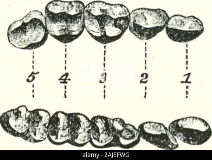 Catalogue des singes, lémuriens, et les chauves-souris se nourrissant de fruits dans la collection du British Museum . Jto£. Indris brevicaudatus. (Huxley.) l- griffes, comme ceux de la plupart de l'Lemuridce,parfait lorsque, carénés, et fin en une pointe aiguë. Crâne. Longueur 310, largeur 23. Les quatre dents de coupe plus basse de l'Indris occupent environ la samespace comme les six dans les autres genres, le central étant plus grand,alors que dans les autres genres, les deux paires sont très compressé et élancé et la partie supérieure des dents sont plus andbroader ; en effet, le caractère général du crâne est d'être plus fort,t Banque D'Images