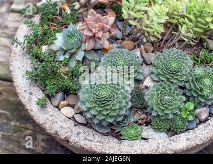 Bol en pierre décorative est titulaire d'un petit jardin de plantes succulentes cactus et autres petites plantes Banque D'Images