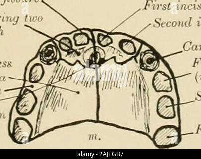 Des droits de l'héritage du trésor . a à i. Schémas montrant les variétés de fente palatine. (Le palais mou n'est pas affiché. rucmaxillary Praetnaxilla fssure) J'bearniy Iincisor proccstiof maxillAlveolus Palatine des dents d'viaxilla artinnes Débredinoire de transmissio de nerfs et au palais, etc.. Ineisor toothSeeo7première incisive Canine .iil toothFirst molaire(lait) lecond dentition molaire(lait) première dentition dents/permanentmolar 7 j. Diagramme du palais dur, dans l'objet d'environ 5 ans. (Par souci de clarté l'ossa palati n'ont pas été délimités.) Voir les descriptions des pla Banque D'Images