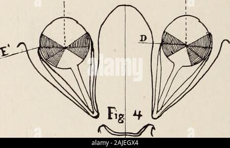 Journal officiel de l'ophtalmologie, l'otologie et de laryngologie . Opérations sur les 290 muscles de l'oeil. ous de l'attachement de muscle 7 mm. est vu de causer un arc de contact le lossof, mécanique et une perte d'au moins 7 mm. de converg-rence, ce qui prouve clairement qu'il y a une raison mécanique whya tenotomized le muscle droit interne n'est plus alimenté et ne peut par la suite effectuer des mouvements normaux dans toutes les positions. Cette displacementand affaiblissement de l'externus muscle permet également à l'itsrecuperative à exercer le pouvoir. En aucun cas donc est un tenotomyof le rectus Banque D'Images