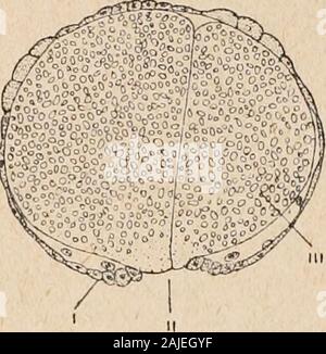Introduction à l'étude des mollusques . Fig. 7. - Section sagittalemédiane deChiton gastrula dunes, X 140 ; daprèsKowalevsky. J', micro-mères ; II, m;blastospore, macromères. 21. Limacinidoe nosomes et Helicidoe ; Pulmonés [sauf] ;;Dentalium Ostrea, Pisidium ; Najades, fig. 104). Cette invagination donnenaissance aune cavité [digestif] archentéron, tapissée par lendodermeet communiquant avec le dehors par le blastospore. B. Par épibolie. - Dans ce cas, les cellules nutrition facts (macromères)sont devenues - à cause de leur distension par le vitellus qu ellesrenferment - trop grosses pour permettre leur en Banque D'Images