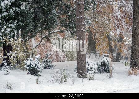 La neige recouvre les arbres encore plein de feuilles automne coloré, au Michigan USA Banque D'Images