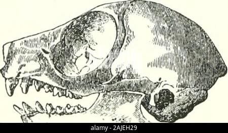 Catalogue des singes, lémuriens, et les chauves-souris se nourrissant de fruits dans la collection du British Museum . plus petits spécimens au Musée tho orbitsare plus sombre, dans l'une presque noire. Il y a deux crânes de cette espèce dans le Collectionboth Musée de l'Afrique du Sud. Ils peuvent varier très légèrement à la taille d'theteeth, surtout dans l'étendue ou l'orthogonalité de tho broyeurs. Lavis des dents sont cylindriques, allongée, de la même taille, andplaced dans une croix presque droite ; lino tho première fausse supérieure large et grinderis lobées, comme la deuxième. 3. Galago senegalensis. B. M. Oreilles oblongues, arrondies à la Banque D'Images