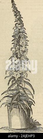 Washburn & Co.'s guide du cultivateur amateur à la fleur et jardin cuisine : contenant une liste descriptive de deux mille variétés de graines de fleurs et de légumes : aussi une liste des hybrides français gladiolus, . le sol. Orter la semence a été sauvé de nous fleurs possédant toutes les caractéristiques nécessaires qui constituent une fleur. Plante vivace. 1182 Picotee Rose. Bon 101183 mixte perpétuelles, ou de l'arbre. Stade de fleurs. j'PITTOSPOROL 50 pieds Nat. Ord , Pitftafm-maman une belle espèce d'arbustes ornementaux ; extrêmement prospère dans la tourbe et de limon. (FtefD-hi, utiliser des arbustes. Pi 1184 Banque D'Images