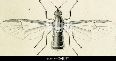 Diptères exotiques nouveaux ou peu connus . Banque D'Images