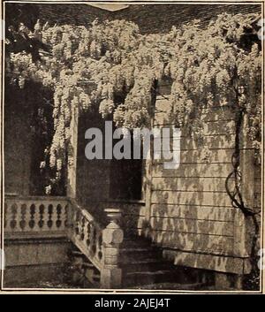 Dreer catalogue automne 1918 l'. ng plantes ; prêt, 25 octobre 2009. 25 cts. Chaque ; 2,50 $ douz. ;$18,00 p. 100. Qrandiflora Bignonia (y ?v""^^f Vine). Grande, fleurs rouge-orange. 50cts. Chaque ; $5.00 par douz. - Radicans. Le rouge sombre, très free-floraison. 30 cts. Chaque ; 3,00 $ par doz.Celastrus scandens {doux-amer, la cire ou travail). L'une de nos plantes grimpantes, de croissance rapide, avec de jolies fleurs feuillage vert clair andyellow au cours du mois de juin, qui sont suivis à l'automne avec brightorange les fruits. 30 cts. Chaque ; 3,00 $ par douz. Clematis, Grand =la floraison. Prêt, 25 octobre 2009. - Anderson Henryi. W-crème Banque D'Images