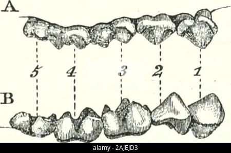 Catalogue des singes, lémuriens, et les chauves-souris se nourrissant de fruits dans la collection du British Museum . Jto£. Indris brevicaudatus. (Huxley.) l- griffes, comme ceux de la plupart de l'Lemuridce,parfait lorsque, carénés, et fin en une pointe aiguë. Crâne. Longueur 310, largeur 23. Les quatre dents de coupe plus basse de l'Indris occupent environ la samespace comme les six dans les autres genres, le central étant plus grand,alors que dans les autres genres, les deux paires sont très compressé et élancé et la partie supérieure des dents sont plus andbroader ; en effet, le caractère général du crâne est d'être plus fort,t Banque D'Images