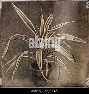 Dreer catalogue automne 1918 l'. d-lENRTADREER PHILAOElPHIAM mCARDEM-T-CREEtlHOUSE^ • PLW. Vbitchi Pandanus OI.EA FRAGRANS (Sweetoiive) Un vieux favori émissions arbuste, réussir admirablement comme ahouse, la production de fleurs blanches insignifiantes, mais des plus parfum exquis, continue de fleurir presque toute l ?hiver. De bonnes plantes, 60 cts. chaque. PANDANUS (pin) la vis de Pandanus nécessite environ le même traitement que theDracaena, mais est mieux adaptée à la culture dans le vivant roomthan cette usine est. &Lt;jraminifolius. Étroit, à feuillage vert foncé, fait une jolie décoration de table pour l'usine. Banque D'Images