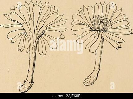 Les Cactaceae : descriptions et illustrations de plantes de la famille des cactus . 27 : 177, 178. 1900). M. Alban Stewart, qui ont fait d'importantes collections dans les îles Galapagos en 1905et 1906, traite de la Cactus dans beaucoup de détail (Proc. Californie Acad. Sci. IV. 1 : 107 à 115).Il reconnaît deux espèces arborescentes en colonnes sous les noms de Cereus galapagensisWeber sclerocarpus Cereus et Schumann, et indique qu'elles peuvent être distingués des caractères, mais byhabit commentaires notamment sur la grande variabilité des fleurs des deux. Illustrations : PROE. Californie Acad. Sci.IV. 1 : pi. 6, 16, comme Banque D'Images