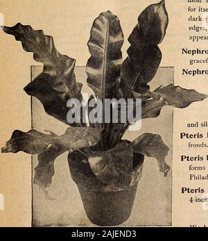 Dreer catalogue automne 1918 l'. n Fern). Un nain-growingform ; une belle Fougère, 6 pots, 1 $ chacune. Pteris Argyraea. Une forte variété croissante, avec le joli greenand panaché blanc-argenté feuillage gras. 4 pots, 35 cts. chaque.Pteris Distinction. Une splendide coupe étroite décoratif avec tri greenfronds sombre. 4 pots, 35 cts. chaque. Pteris Rivertoniana. Le plus distinct et souhaitable des nombreux de l'crestedforms Pteris, reçu une médaille d'argent à la fleur nationale, Philadelphie, 1916. 4 pots, 35 cts. chaque. Pteris tremula. Un vieux favori de croissance rapide avec de riches fol vert Banque D'Images