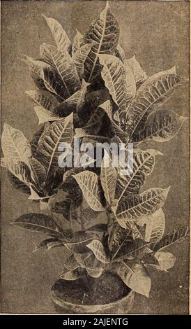 Dreer catalogue automne 1918 du . Nous offrons comme suit:de nouvelles variétés. Les plantes fortes, 60 cts. chaque. Jeu de 12 pour $6.00.Sélectionnez Standard sortes. 3 pots, 50 cts ; chaque ensemble de 12 variétés pour 5,00 $. 4 pots, 75 cts. Chaque ; set de 12 variétés pour 7,50 $. Les grandes plantes, 1,00 $, 1,50 $ et 2,50 $ chacun. Pour les descriptions de l'au-dessus de voyez notre jardin Réservez pour 1918. (CYPERUS Alternifolius Plante parapluie). Une excellente plante pour la maison. S'épanouiront dans anygood le sol, et toujours présente un aspect agréable et vert. Il peut être cultivé comme un sous-aquatiques, et en tout cas .ne devraient jamais l'absence d'alimentation o aliberal Banque D'Images