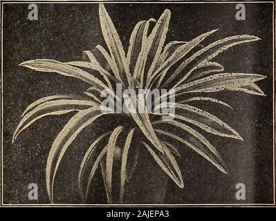 Dreer catalogue automne 1918 du . Ananas (ananas panaché) Agapanthus Umbellatus ANTHERICUM Comosum {Mavdaiannm). Une jolie plante panachée welladapted pour utilisation en suspensions, ou comme une porchor bordures pour les jardinières, de gracieux, de 4 à 6 pouces de long, deepgreen feuillage avec une bande de jaune crème au centre.25 cts. Chaque ; 2,50 $ douz. ANTHURIUM (namingo Crystailinum rameur). Cultivé pour son beau feuillage, ce qui est riche vert-olive avec des nervures argentées. 1,00 $ Chaque.Magnificum. Grand ovale, profondément cordée, à feuillage vert-olive;avec nerfs blanc sur quatre tiges en angle. 1,00 $ Chaque.Regale Banque D'Images