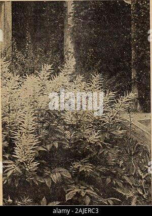 Dreer catalogue automne 1918 du . Spik ScABiosA Caucasica"un Aruncus SPIR.^Goafs (une barbe. Meadow Sweet)Aruncus. Une variété noble, 3 à 5 pieds de haut, produisant en juin et juillet, long panicules plumeuses de fleurs blanches.Filipendula FI. PI. {Double-flowered Drop-millepertuis). Nu-mères de corymbes de fleurs doubles blanches sur les tiges 12 incheshigh, au cours de juin et juillet, et joli feuillage fougère-like.Palmata ( Crimson Meadow Sweet). L'un des plus beau-tiful plante rustique, avec de larges corymbes de fleurs violet-pourpre en juin et juillet ; 3 pieds.Palmata elegans. Une floraison rose-argenté, variété ; 3 pieds de haut ; juin et Banque D'Images