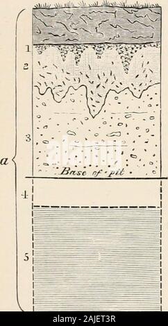 La géologie des sols et des substrats, avec référence spéciale à l'agriculture, des domaines, et l'assainissement . redgravel les résultats. Localement, il y a beaucoup de sable rougeâtre en dessous de la dérive, dérive plus pâles crayeux. Le silex pour la construction de murs et areused pour le métal. Le Coombe Rock passe dans un loam pierreux connu comme Shrave. Près de Lancing, brickearth a été creusé abovethe Coombe Rock ou de marnes, et qu'il arered sous gravier et sable, et autres dépôts représentée inFig. 16. Le sol est conservé quand brickearth est creusé dans ce district, et par la suite, répartis sur le terrain pour * Voir H. B. Woo Banque D'Images