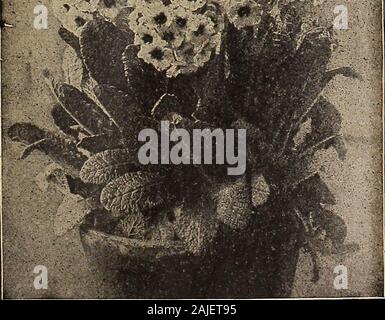 Dreer catalogue automne 1918 du . Nil 1* V T Jt^b &gt ;^ #  :- :^&gt;r. Primula Veris NE Siiperba^ J1 ?PERPETUAE-FLOWERINGHARDY Allwoodi Dianthus (Roses) C'est la plus importante nouveauté dans thisseason les plantes vivaces. Ils sont parfaitement rustiques et continuellement fromearly fleur du printemps à la fin de l'automne ; les fleurs sont substantielles et muchmore plus grand que l'ancien type d'Hardy Roses,et sont portées sur de longues tiges adapté pour deliciouslyclove ; coupe-parfumée. Dorothy, Deep rose-rose avec un centre foncé riche, slightlyfringed. Harold. Un grand lit blanc de forme symétrique. Marie. Rose pâle Banque D'Images