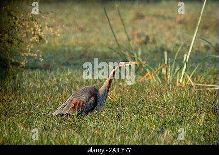 Héron pourpré Ardea purpurea ou pendant l'hiver, la migration vers le parc national de Keoladeo ou d'oiseaux de Bharatpur, Rajasthan, Inde Banque D'Images