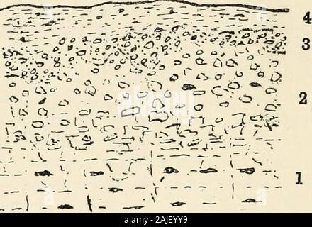 La géologie des sols et des substrats, avec référence spéciale à l'agriculture, des domaines, et l'assainissement . eatclay-formations, sauf que l'argile est souvent renderedbrown par oxydation de la matière. Pour alsothere peut-être peu sous-sol sur certaines zones de gravier et de galets,lits, sables bitumineux, ainsi que sur les roches qui haveresisted la désintégration. Le véritable sous-sol est bien illustré dans le limestoneareas oolitique, où nous avons à la surface une brashy et plus orless sol loameux, un pied de profondeur, de fusionner en arubble de calcaire érodé, de 18 pouces à 4 ou 5 pieds 3738 GÉOLOGIE DES SOLS Banque D'Images