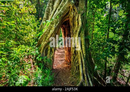 Arche des arbres dans la forêt tropicale ancienne du parc national d'Eungella. Banque D'Images