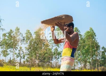 Sijhora / Inde / 28 novembre 2019 - agriculteur de faire les travaux agricoles. Banque D'Images