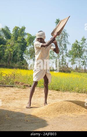 Sijhora / Inde / 28 novembre 2019 - agriculteur de faire les travaux agricoles. Banque D'Images