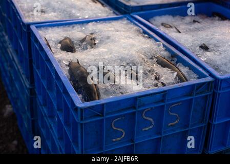 Poissons fraîchement pêchés triés dans une caisse et congelés pour le transport et la vente à Goa Inde Banque D'Images