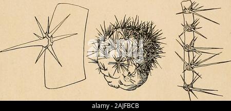 Les Cactaceae : descriptions et illustrations de plantes de la famille des cactus . réalité : Queretaro, Mexique. Distribution : le centre du Mexique. Cette espèce était autrefois appelé par nous au genre Pachycereus, mais depuis, il a beenlearned que le fruit n'est pas sèche, mais juteux et comestible, et donc la plante est plus prop-ment une Lemaireocereus. Ses aréoles glandulaires sont comme ceux de L. thurberi, althoughotherwise les deux espèces sont très différentes. Cette plante est cultivée en Jaliscoand Queretaro, Mexique, sans doute pour ses fruits comestibles, qui sont également appelés pitahayas. Nous avons h Banque D'Images