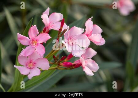 Nerium oleander arbuste à fleurs roses.Très beau parc floral background coloré Banque D'Images