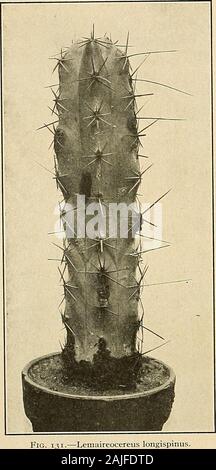 Les Cactaceae : descriptions et illustrations de plantes de la famille des cactus . Purpus, Monatsschr. Kakteenk. 19 : 52. 1909. Lemaireocereus mixtecensis Britton et Rose, Contr. U. S. Nat. Herb. 12 : 425. 1909. Arbre, jusqu'à 5 mètres de haut, avec un tronc court 8 à 10 dm. de diamètre et un grand verymuch haut ramifiée ; branches 9 à 12 nervures, ondulée, acutish, 2 cm. de hauteur ; aréoles 1 à 1,5 cm. PASSER LES CACTACEAE. d'intervalle ; épines radiales 6 ou 7, 5 à 10 cm. de long, de couleur gris ; épines centrales ; 1 fleurs petites, vert jaunâtre;épineux, fruits globuleux, 2 à 2,5 cm de diamètre, rouge à l'intérieur et sans graines ; Banque D'Images