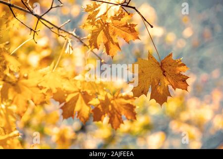 La direction générale de l'érable à feuilles jaunes en automne parc. Nature fond Banque D'Images