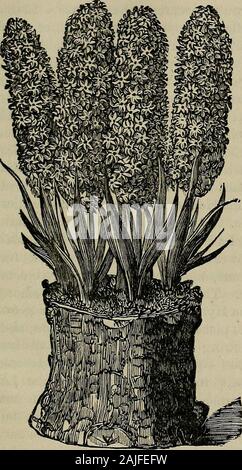 L'horticulteur en Californie et floral magazine . Avec l'expérience cultivatethem verylittle n'importe qui peut avec succès, et chaque soundbulb va produire ses fleurs. Dans le pur, ampoules, je trouve qu'invariablylarge bulbes sont sélectionnés de préférence tosmall ; et bien qu'il semble pour quitenatural orlargest choisissez les plus fortes des ampoules, il n'est pas toujours le casethat ces produisent les fleurs supérieure.Il est tout à fait suffisant pour sélectionner juste-sizedbulbs, qui sont positivement son. L'ampoule de l'Ifa est ferme sur la couronne, il iscertainly son, et fleuriront underordinary le traitement. J'ai également notic-de th Banque D'Images