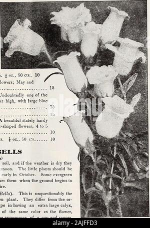 Dreer est milieu de l'été 1921 catalogue . Tasse et soucoupe et SingleCaniereurv Bells 1725 Alba. La fleur blanche 15 cloches Peach 1728 Pyramidalis (Cheminée IVie Bellflower). Une belle demeure seigneuriale, hardyplant soit pour jardin ou pot de la culture ; fleurs en forme de plateau bleu ; 4 à 5 pieds, j'oz, 50 10 cts 1729 - Alba. Même que ci-dessus, mais avec des fleurs blanches. J'oz., 50 cts 10 CANTERBURY TALONS (Campanula medium) Les graines doivent être semées dans un sol riche, finement préparés, et si le temps est sec qu'ils devraient avoir une connaissance approfondie d'arroser la fin de chaque après-midi. Les petites plantes devrait être transplantées dans les endroits où Banque D'Images