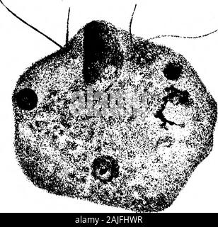 Observations sur les flagellés Coprozoic : avec une suggestion quant à l'importance de l'Kinetonucleus Binucleata dans le . Banque D'Images