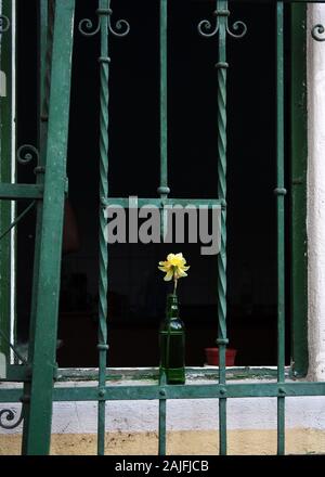 Narcisse jonquille fleur dans un vase derrière les barreaux. Emprisonné de beauté. Banque D'Images