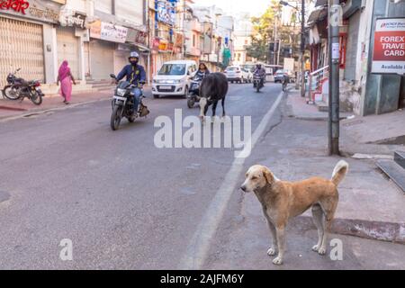 Udaipur, Inde - 05 mars 2017 : Chien et de la vache dans la rue. Banque D'Images