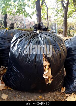 Feuilles mortes se sont rassemblés dans des sacs en plastique biodégradable. Sacs à déchets en plastique noir dans le parc, le nettoyage d'automne. Banque D'Images