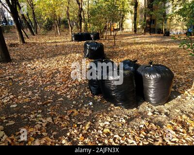 Feuilles mortes se sont rassemblés dans des sacs en plastique biodégradable. Sacs à déchets en plastique noir dans le parc, le nettoyage d'automne. Banque D'Images