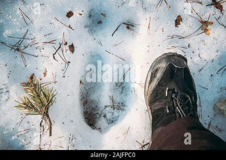 Empreinte d'un Elk Trail sur neige. La comparaison avec la taille de la plante des pieds. Moose Trail sur la masse de la forêt en hiver. Le Bélarus ou partie européenne de R Banque D'Images