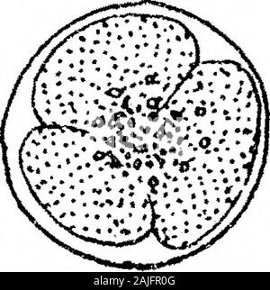 Observations sur les flagellés Coprozoic : avec une suggestion quant à l'importance de l'Kinetonucleus Binucleata dans le . Banque D'Images