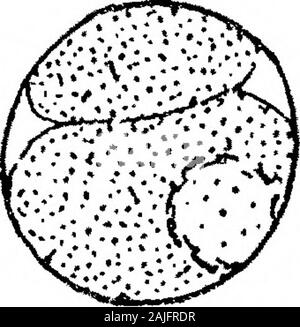 Observations sur les flagellés Coprozoic : avec une suggestion quant à l'importance de l'Kinetonucleus Binucleata dans le . Banque D'Images