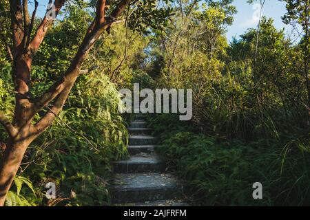 Escalier menant au sommet d'une colline paysage de forêt, des escaliers dans la nature - Banque D'Images