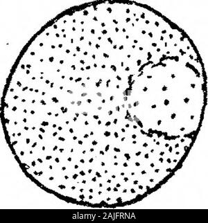 Observations sur les flagellés Coprozoic : avec une suggestion quant à l'importance de l'Kinetonucleus Binucleata dans le . Banque D'Images