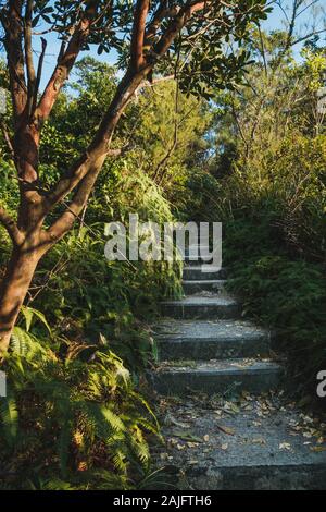 Escalier menant au sommet d'une colline paysage de forêt, des escaliers dans la nature - Banque D'Images