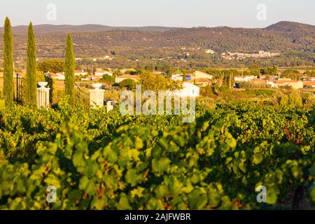 Vignes près de Chateauneuf-du-Pape, la Provence, la France, l'un des meilleur vin appellation dans le monde Banque D'Images