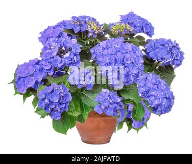 Hortensiea à fleurs bleues dans un pot en argile Banque D'Images