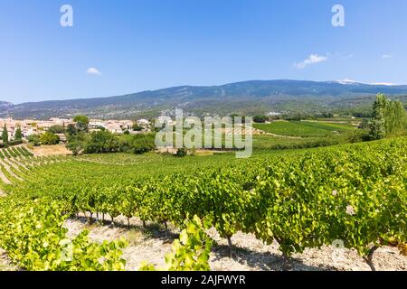 Dans un raisin vinyard en face de Mt. Ventoux, Provence, Sud de France Banque D'Images