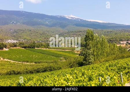 Dans un raisin vinyard en face de Mt. Ventoux, Provence, Sud de France Banque D'Images