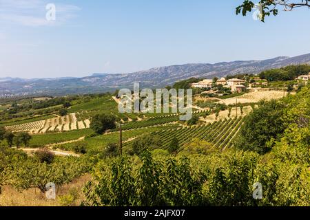 Dans un raisin vinyard en face de Mt. Ventoux, Provence, Sud de France Banque D'Images